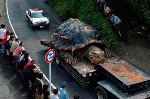 В Амазонке поймали самую огромную черепаху