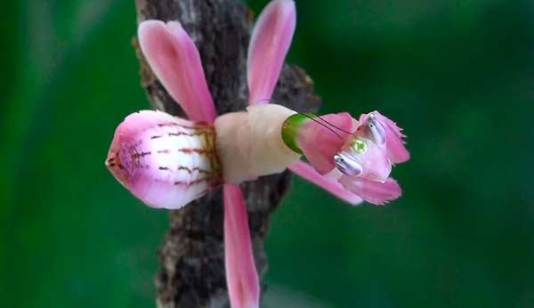 Орхидейные богомолы  получили название за свой необычный окрас
