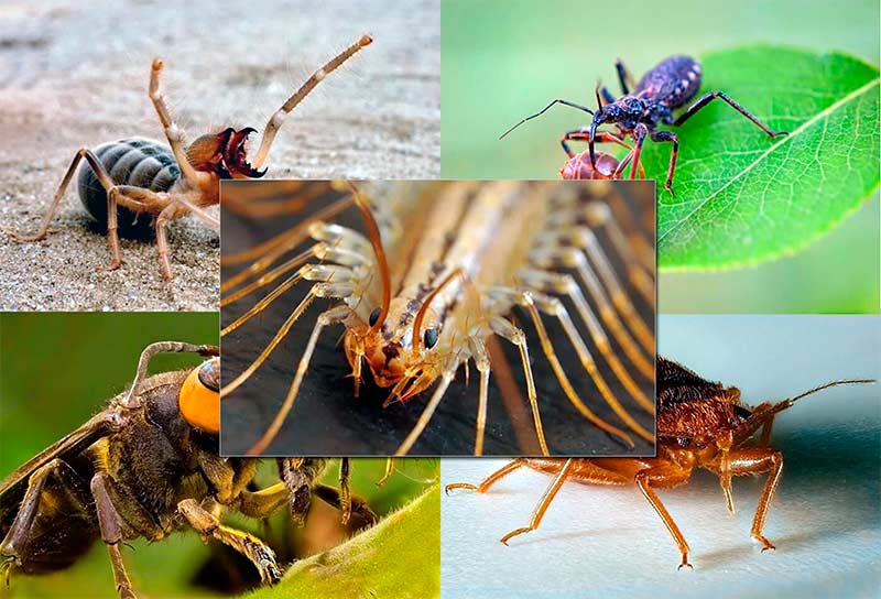 Есть насекомые, которые не просто гадкие, но и по-настоящему отвратительны по своему внешнему виду