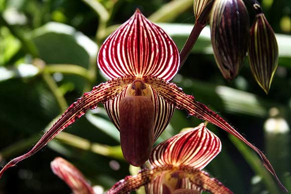 Орхидея “Золото Кинабалу” – по стоимости на флористическом рынке считается самым дорогим цветков в мире