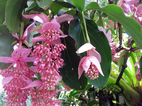 Мединилла - растение с нежно-розовыми гроздьями цветков