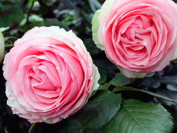 Пьер де Ронсар или Эден Роуз - знаменитый сорт плетистых роз